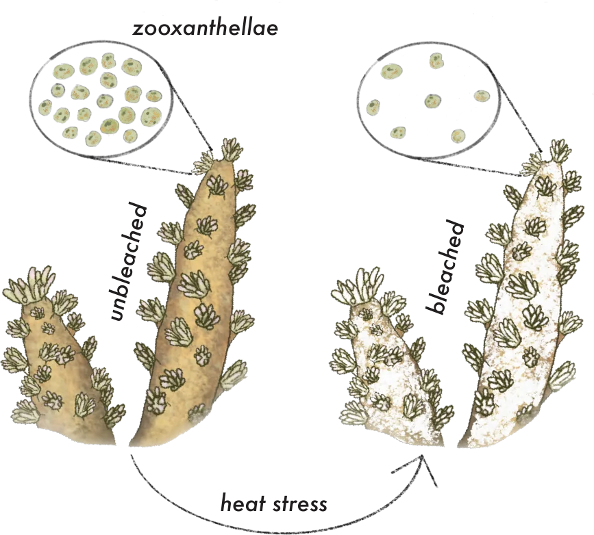 Illustration of an unbleached coral full of zooxanthellae turning into a bleached coral under heat stress